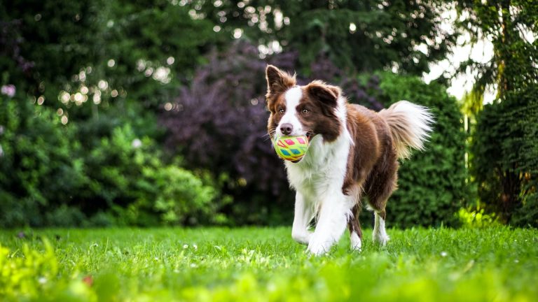 Train, Treat, Repeat: A Compassionate Guide to Training Your Dog