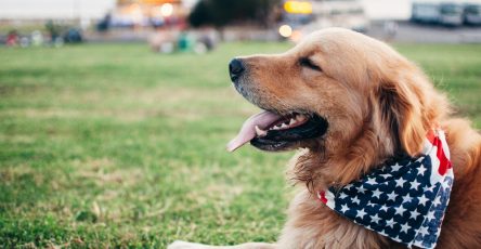 Understanding Registered Dog Breeders
