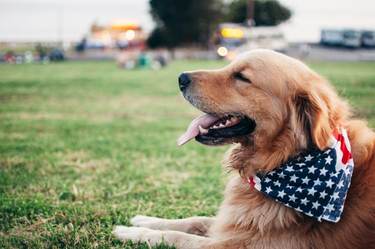 Understanding Registered Dog Breeders